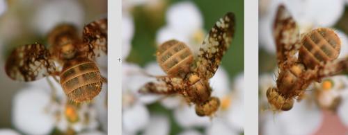 Oxyna flavipennis